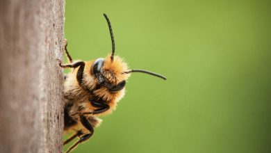 زنبور چطور عسل درست می کنه؟